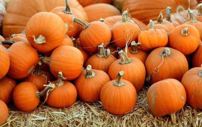 Halloween Harvest at the Hub